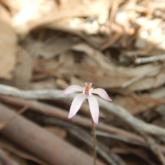 Caladenia fuscata (Dusky Fingers) at O'Connor, ACT - 5 Oct 2015 by MichaelMulvaney