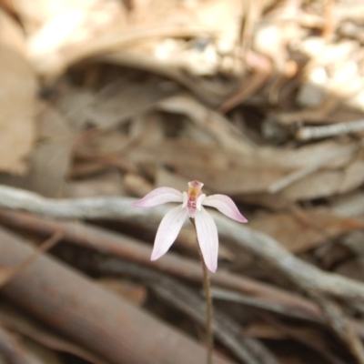 Caladenia fuscata (Dusky Fingers) at O'Connor, ACT - 5 Oct 2015 by MichaelMulvaney