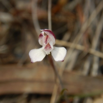 Caladenia fuscata (Dusky Fingers) at Point 5829 - 5 Oct 2015 by MichaelMulvaney