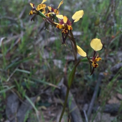 Diuris pardina (Leopard Doubletail) at Majura, ACT - 5 Oct 2015 by AaronClausen