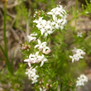 Asperula conferta at Hall, ACT - 4 Oct 2015