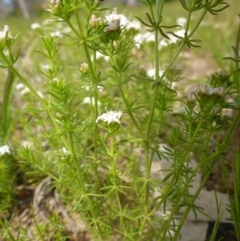 Asperula conferta at Hall, ACT - 4 Oct 2015