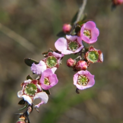 Gaudium multicaule (Teatree) at Percival Hill - 5 Oct 2015 by gavinlongmuir