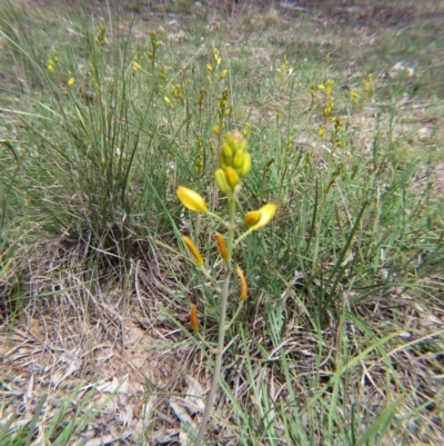 Bulbine bulbosa (Golden Lily, Bulbine Lily) at Nicholls, ACT - 5 Oct 2015 by gavinlongmuir