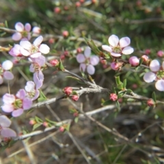 Gaudium multicaule (Teatree) at Nicholls, ACT - 5 Oct 2015 by gavinlongmuir