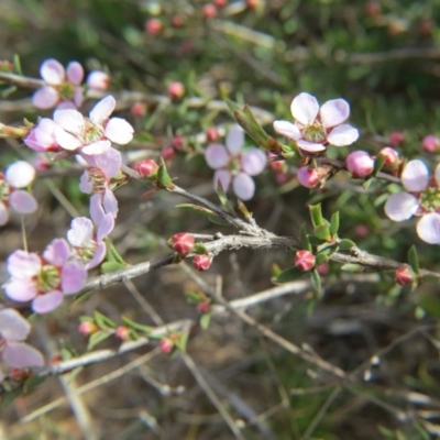 Gaudium multicaule (Teatree) at Percival Hill - 5 Oct 2015 by gavinlongmuir