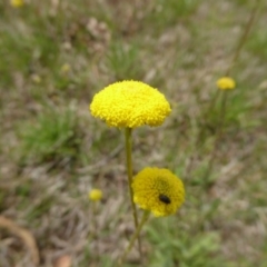 Craspedia variabilis (Common Billy Buttons) at Hall, ACT - 4 Oct 2015 by JanetRussell