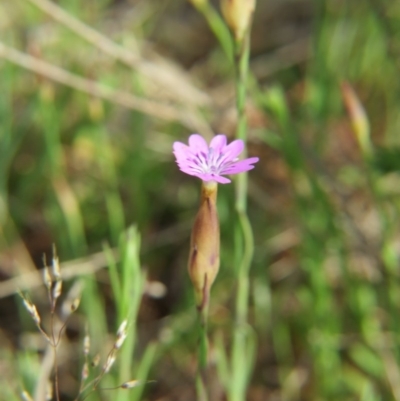 Petrorhagia nanteuilii (Proliferous Pink, Childling Pink) at Percival Hill - 5 Oct 2015 by gavinlongmuir