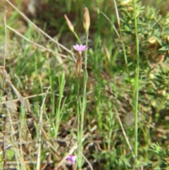 Petrorhagia nanteuilii at Crace, ACT - 5 Oct 2015