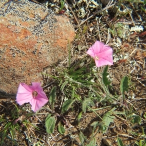 Convolvulus angustissimus subsp. angustissimus at Crace, ACT - 5 Oct 2015