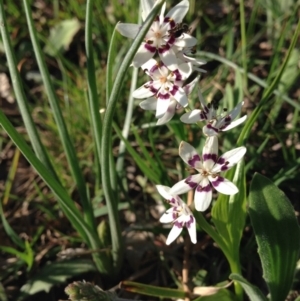 Wurmbea dioica subsp. dioica at Crace, ACT - 28 Sep 2015