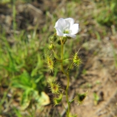 Drosera gunniana at Crace, ACT - 28 Sep 2015