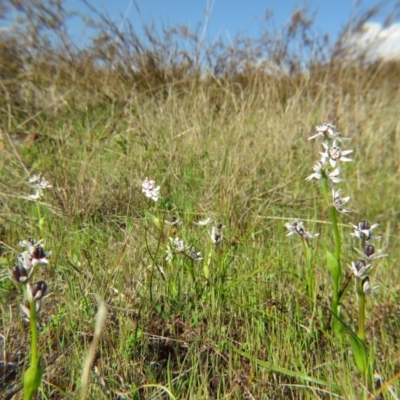 Wurmbea dioica subsp. dioica (Early Nancy) at Percival Hill - 28 Sep 2015 by gavinlongmuir