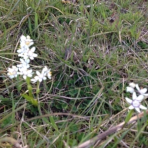 Wurmbea dioica subsp. dioica at Nicholls, ACT - 26 Sep 2015