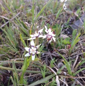 Wurmbea dioica subsp. dioica at Crace, ACT - 26 Sep 2015