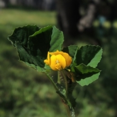 Medicago polymorpha (Burr Medic) at Conder, ACT - 2 Oct 2015 by MichaelBedingfield