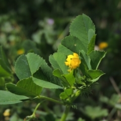 Medicago polymorpha at Conder, ACT - 2 Oct 2015