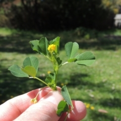 Medicago polymorpha at Conder, ACT - 2 Oct 2015