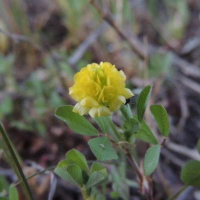 Trifolium campestre (Hop Clover) at Tharwa, ACT - 3 Oct 2015 by michaelb