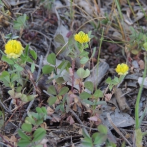 Trifolium campestre at Tharwa, ACT - 3 Oct 2015