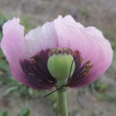 Papaver somniferum (Opium Poppy) at Point Hut to Tharwa - 3 Oct 2015 by MichaelBedingfield