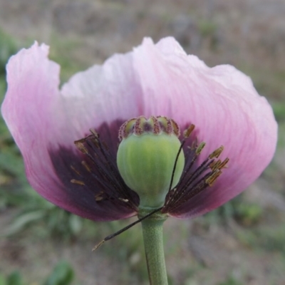 Papaver somniferum (Opium Poppy) at Point Hut to Tharwa - 3 Oct 2015 by MichaelBedingfield