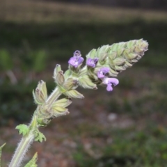 Salvia verbenaca var. verbenaca at Paddys River, ACT - 3 Oct 2015 07:35 PM