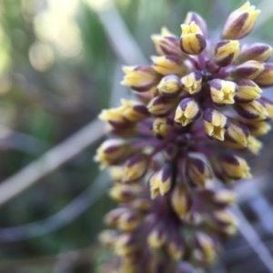 Lomandra filiformis subsp. filiformis at Gungahlin, ACT - 6 Oct 2015 10:22 PM