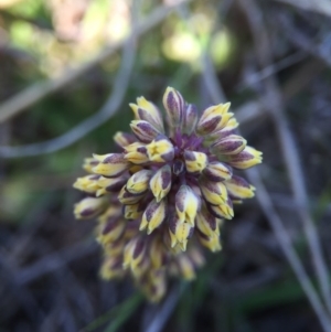 Lomandra filiformis subsp. filiformis at Gungahlin, ACT - 6 Oct 2015