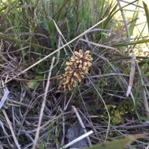 Lomandra filiformis subsp. filiformis at Gungahlin, ACT - 6 Oct 2015 10:22 PM