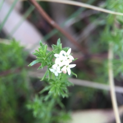 Asperula conferta (Common Woodruff) at Gungahlin, ACT - 6 Oct 2015 by JasonC