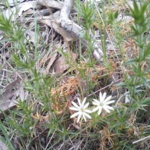 Stellaria pungens at Isaacs Ridge - 7 Oct 2015