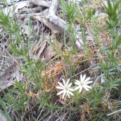 Stellaria pungens (Prickly Starwort) at Isaacs, ACT - 7 Oct 2015 by Mike
