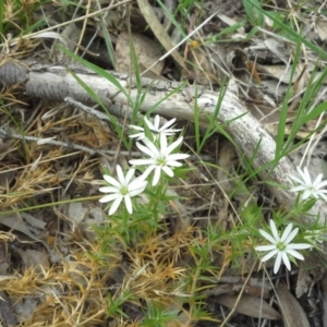 Stellaria pungens at Isaacs Ridge - 7 Oct 2015