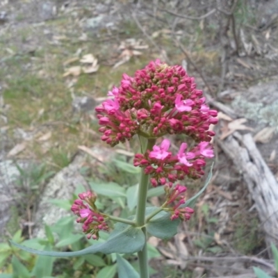 Centranthus ruber (Red Valerian, Kiss-me-quick, Jupiter's Beard) at Isaacs, ACT - 7 Oct 2015 by Mike