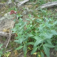 Centranthus ruber at Isaacs Ridge - 7 Oct 2015 12:14 PM