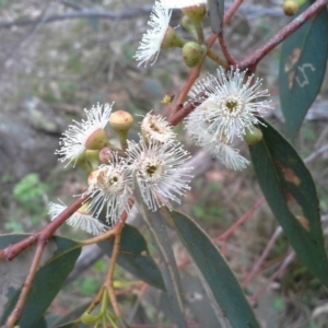 Eucalyptus dives at Isaacs Ridge - 7 Oct 2015 12:11 PM