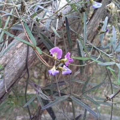 Glycine clandestina (Twining Glycine) at Isaacs Ridge - 7 Oct 2015 by Mike