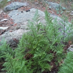 Cheilanthes austrotenuifolia (Rock Fern) at Isaacs, ACT - 7 Oct 2015 by Mike