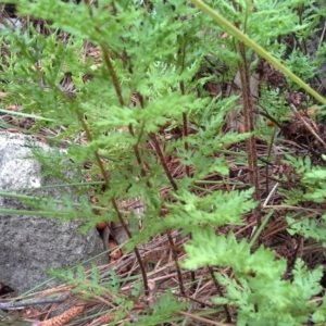 Cheilanthes austrotenuifolia at Isaacs, ACT - 7 Oct 2015