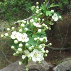 Crataegus monogyna (Hawthorn) at Isaacs, ACT - 7 Oct 2015 by Mike