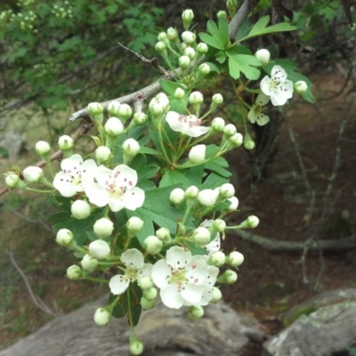 Crataegus monogyna (Hawthorn) at Isaacs, ACT - 7 Oct 2015 by Mike