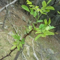 Robinia pseudoacacia (Black Locust) at Isaacs, ACT - 7 Oct 2015 by Mike