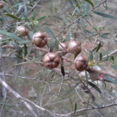 Leptospermum sp. (Tea Tree) at Isaacs Ridge - 7 Oct 2015 by Mike