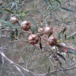 Leptospermum sp. at Isaacs, ACT - 7 Oct 2015 11:26 AM