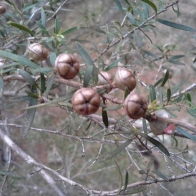 Leptospermum sp. (Tea Tree) at Isaacs, ACT - 7 Oct 2015 by Mike