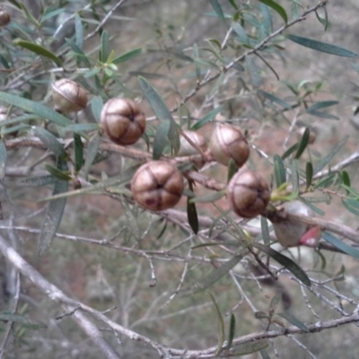 Leptospermum (genus) (Tea Tree) at Isaacs, ACT - 7 Oct 2015 by Mike