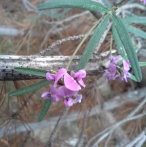 Glycine clandestina at Isaacs Ridge - 7 Oct 2015