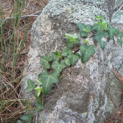 Hedera helix (Ivy) at Isaacs, ACT - 7 Oct 2015 by Mike