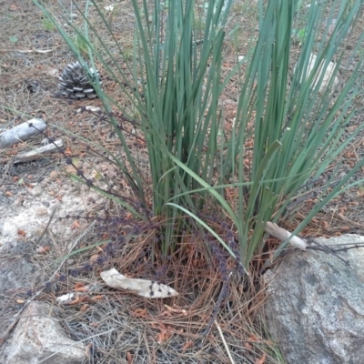 Lomandra multiflora (Many-flowered Matrush) at Isaacs, ACT - 6 Oct 2015 by Mike